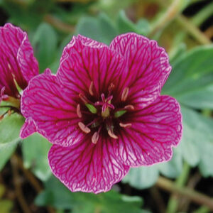 Geranium Cin. Purple Pillow