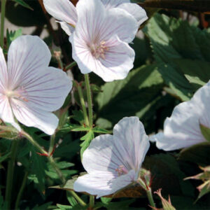 Geranium Cl. Kashmir White