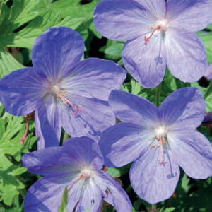 Geranium him. Johnsons Blue