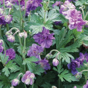 Geranium Him. Plenum