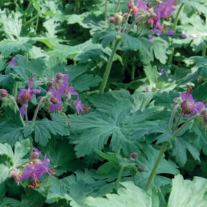 Geranium Macc. Ingwersens Var.