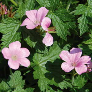 Geranium Oxon A. T. Johnson