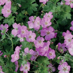 Geranium Rivers. Mavis Simpson