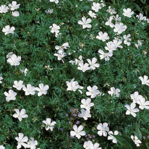Geranium Sang. Alba