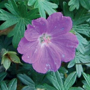 Geranium Sang. Max Frei