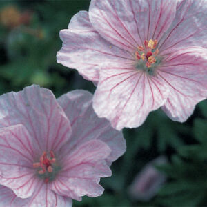 Geranium Sang. Striatum