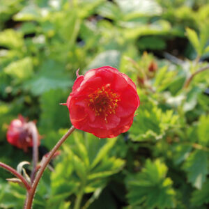 Geum Flames of Passion