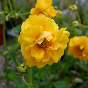 Geum Lady Stratheden