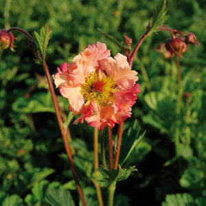 Geum Mai Tai