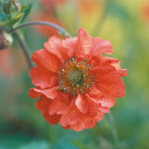 Geum Mrs. Bradshaw