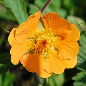 Geum X Georgenberg