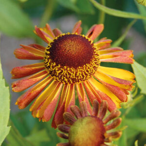 Helenium Can Can