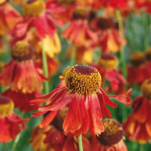Helenium Moerheim Beauty