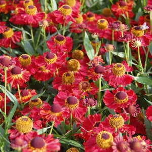 Helenium Rubinzwerg