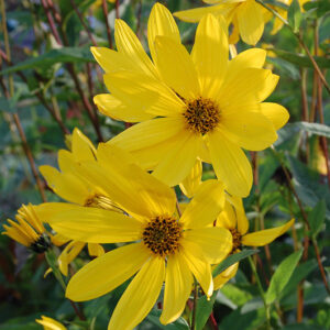 Helianthus Decapetalus