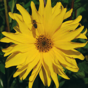 Helianthus Gullicks Variety