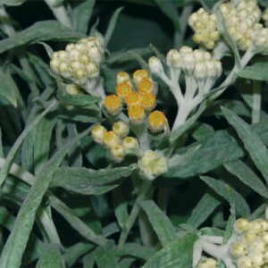 Helichrysum Sulphur Light