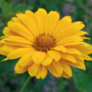 Heliopsis Venus