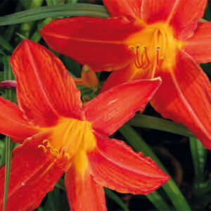 Hemerocallis Anzac