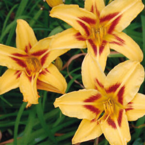 Hemerocallis Bonanza