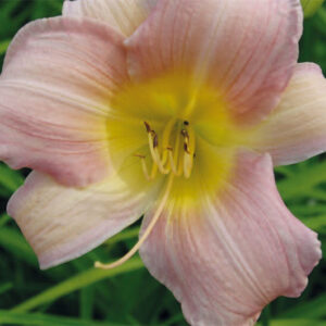 Hemerocallis Catherine Woodbury