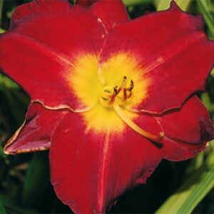 Hemerocallis Chicago Apache