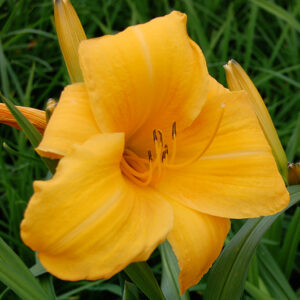 Hermerocallis Chicago Sunrise