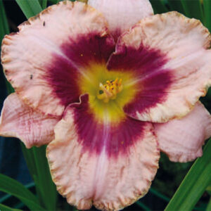 Hemerocallis Daring Deception