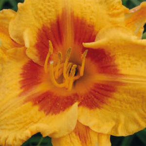 Hemerocallis Fooled Me