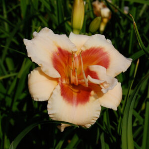 Hemerocallis Forty Second Street
