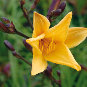 Hemerocallis Golden Chimes