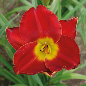 Hemerocallis Highland Lord