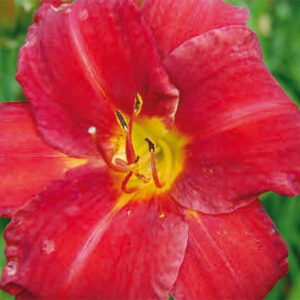Hemerocallis James Marsh