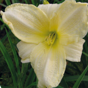 Hemerocallis Joan Senior