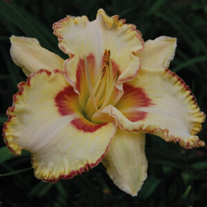 Hemerocallis Lady Betty Fretz