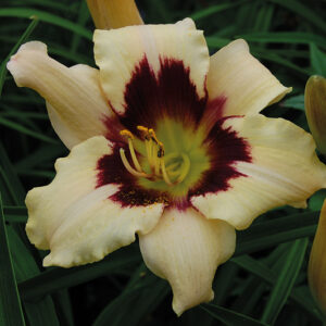 Hermerocallis Moonlight Masquerade