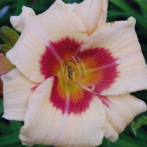 Hemerocallis Pandora’s Box