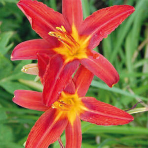 Hemerocallis Sammy Russell