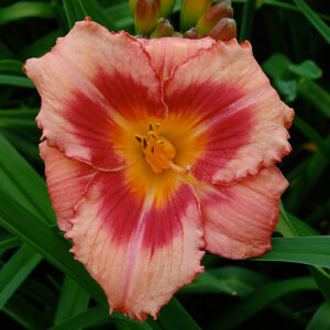 Hemerocallis Strawberry Candy