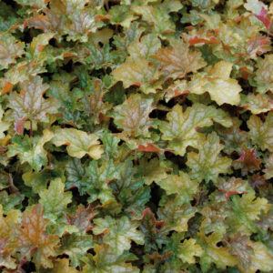 Heuchera Ginger Ale