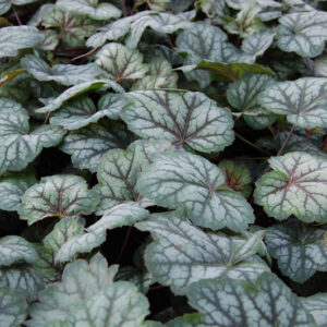 Heuchera Green Spice
