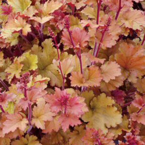 Heuchera Marmalade