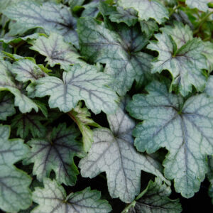 Heucherella Kimono