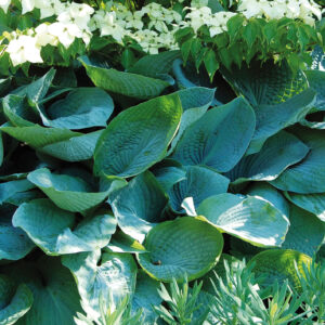 Hosta Big Daddy