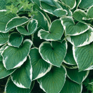 Hosta Francee