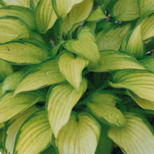 Hosta Gold Standard