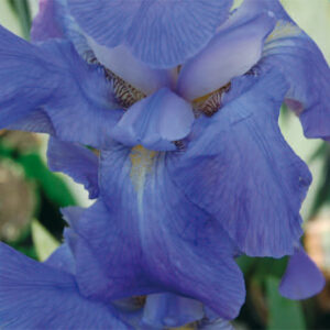 Iris Pallida Dalmatica