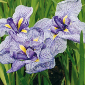 Iris Ens. Azuma Kagami