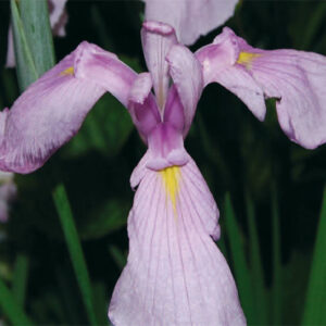 Iris Ens. Darling