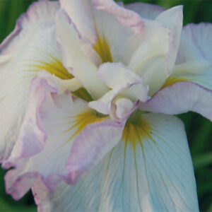 Iris Ens. Gracieuse